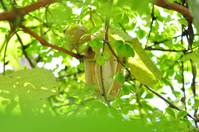 Akebie, Akebia quinata ,Kletterpflanze
