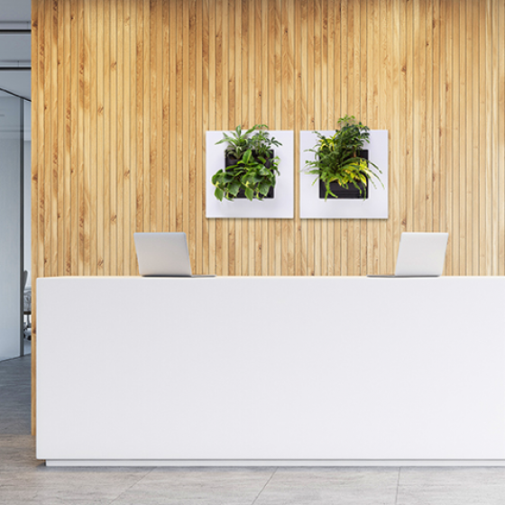LivePicture GO Weiss, Pflanzenbild von Mobilane, Innenraumbegrünung, Platzeinsparung, Arbeitsklima, Dekoration und als Geschenkidee